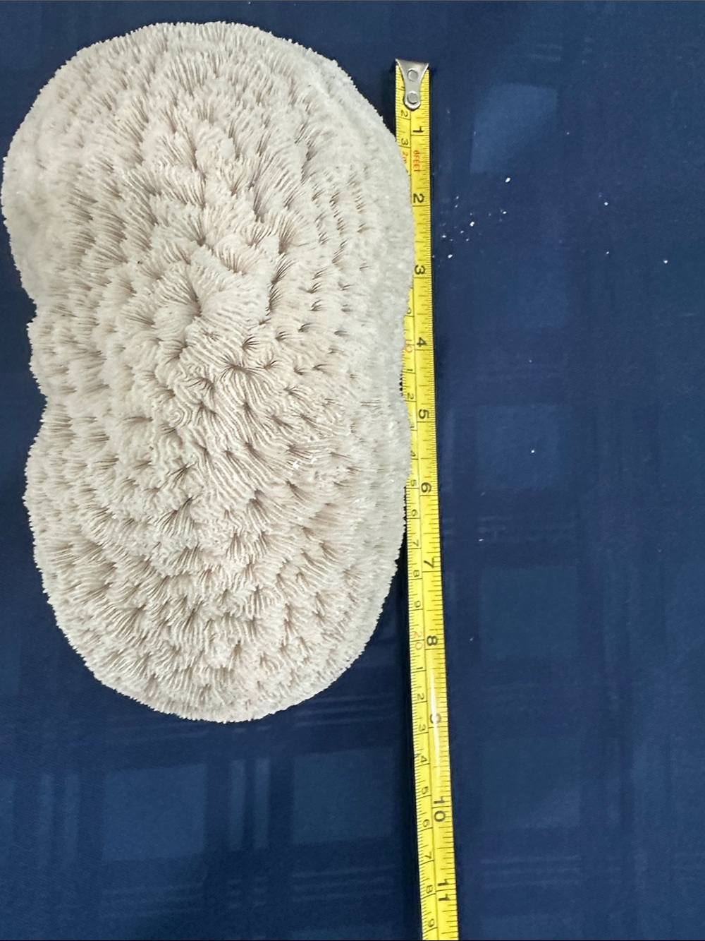 Large Piece of Coral - Picture 4 of 7